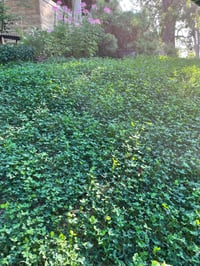 Bee Lawn Customer Submitted Photo